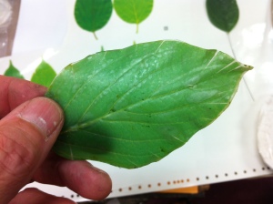 Beeswax over vacuform leaf with graphic.